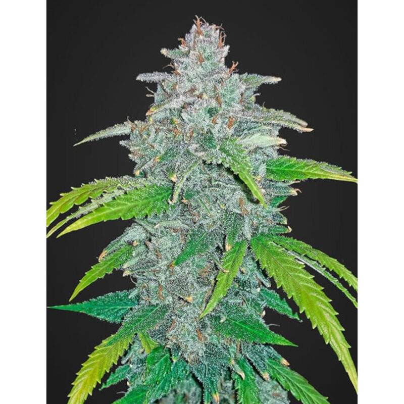 Blue Dream'matic Auto