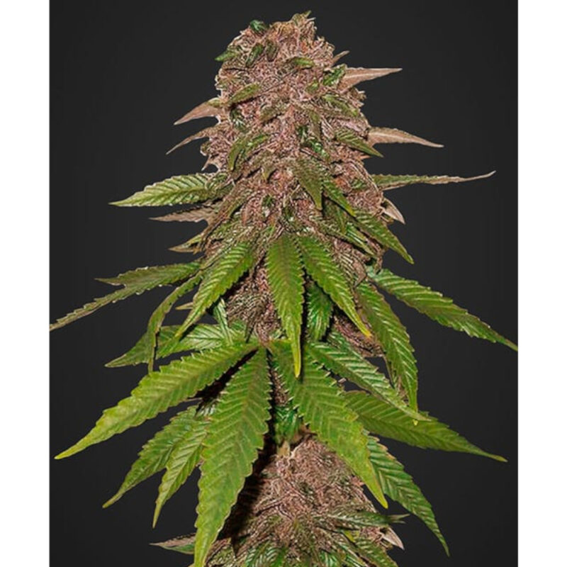 C4 Auto