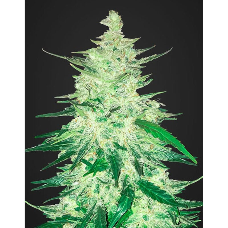 CBD 1:1 Auto