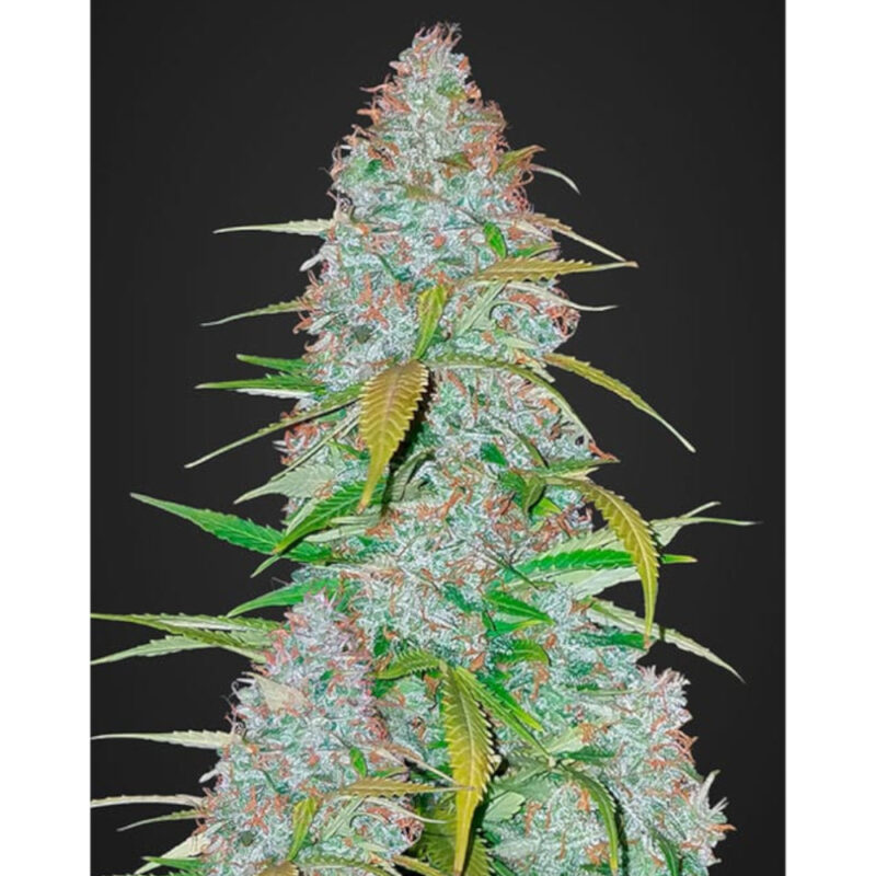 Californian Snow Auto