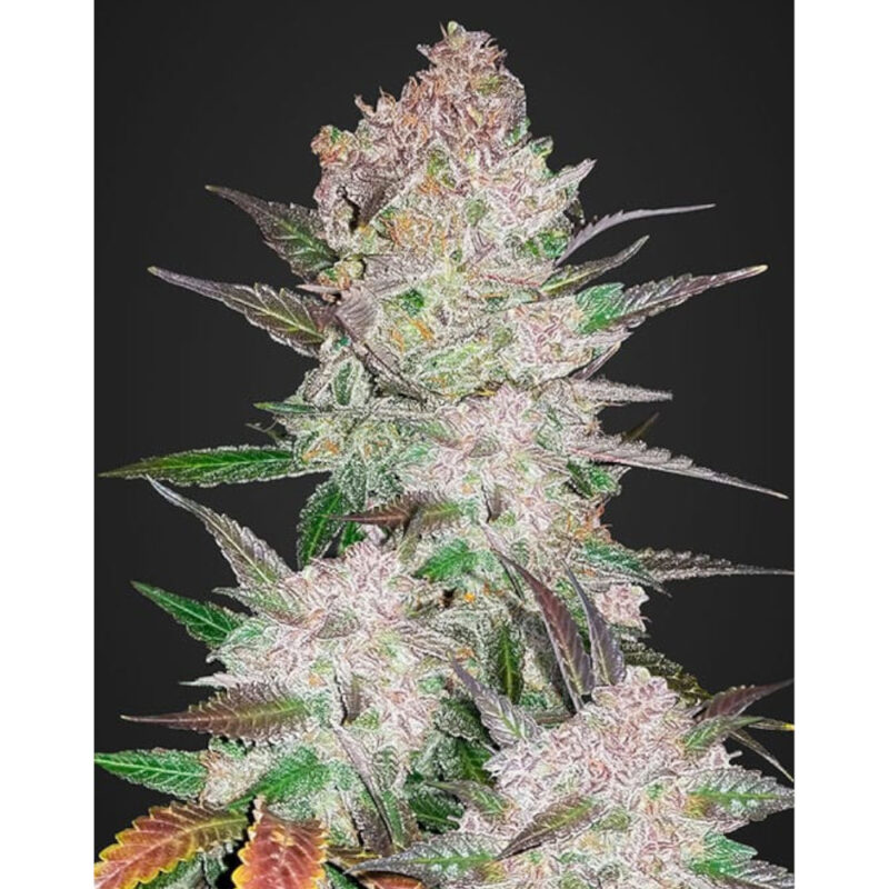 Cream Cookies Auto