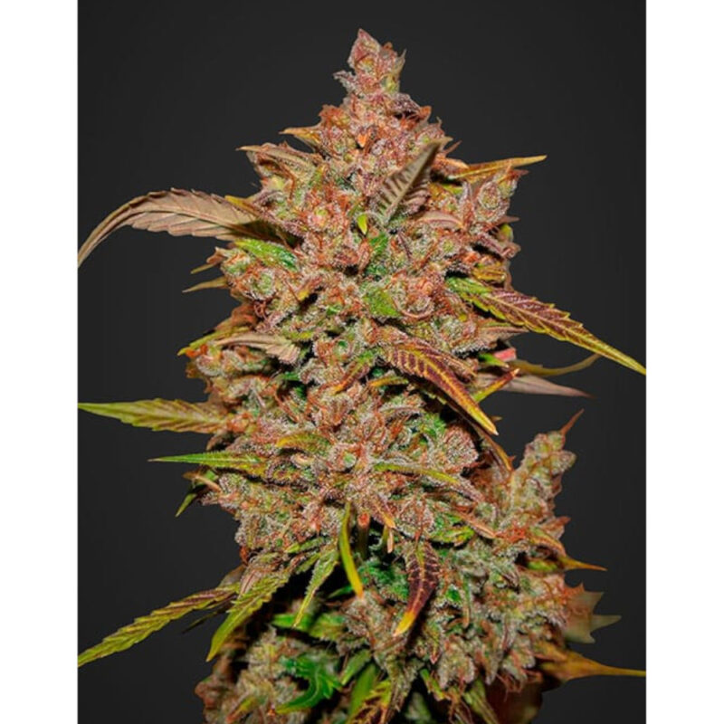 Crystal METH Auto