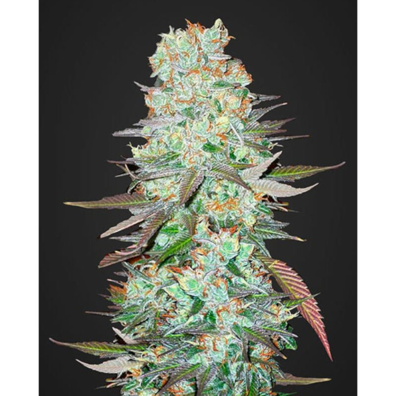 G14 Auto