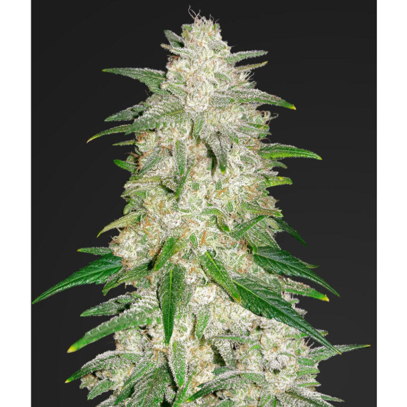 Gelato Auto