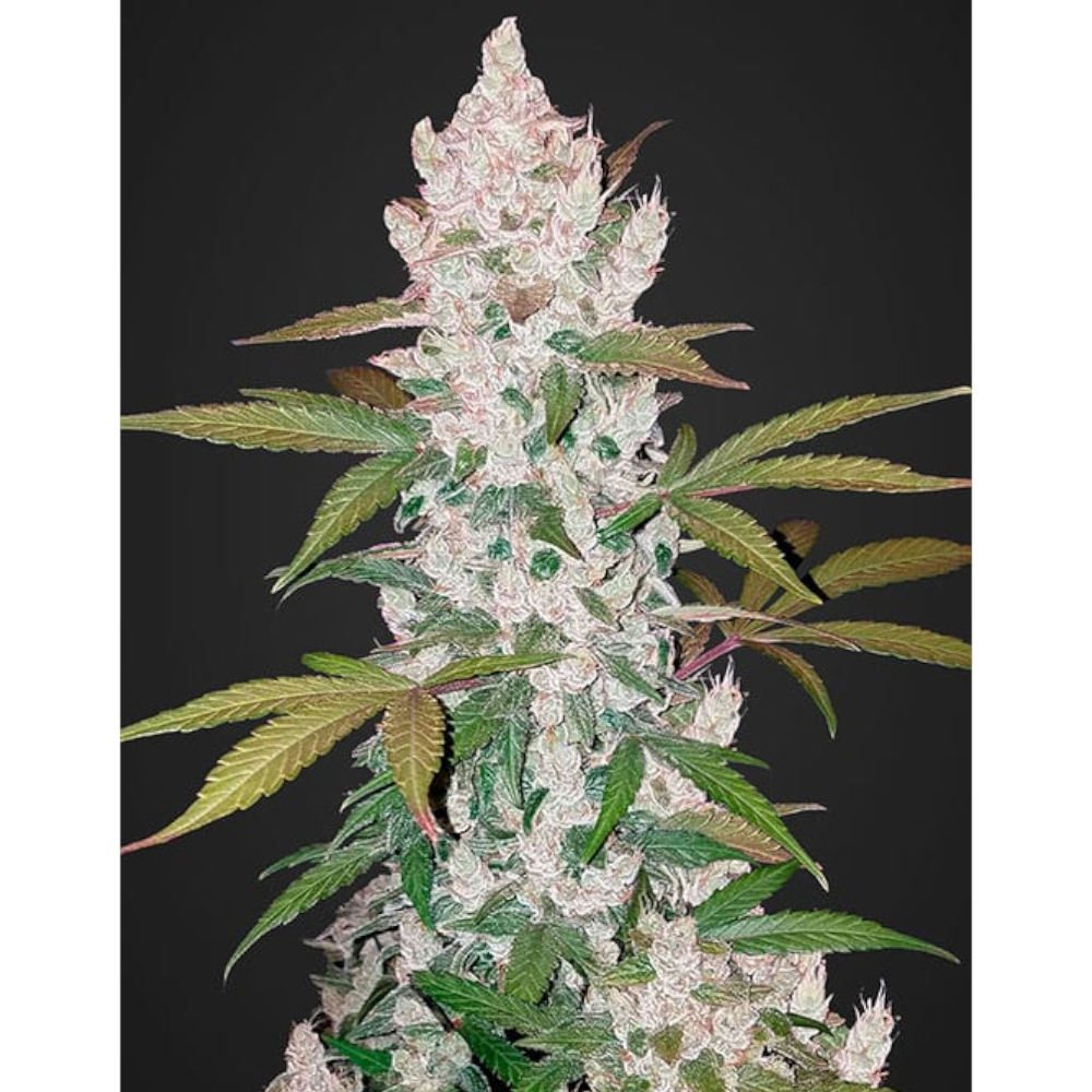 Girl Scout Cookies Auto