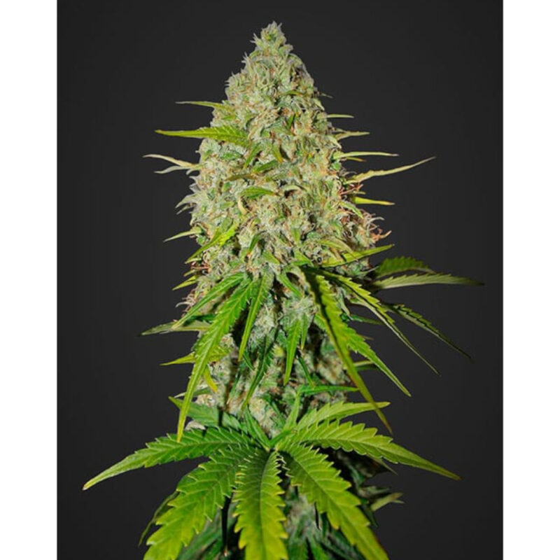Grapefruit Auto