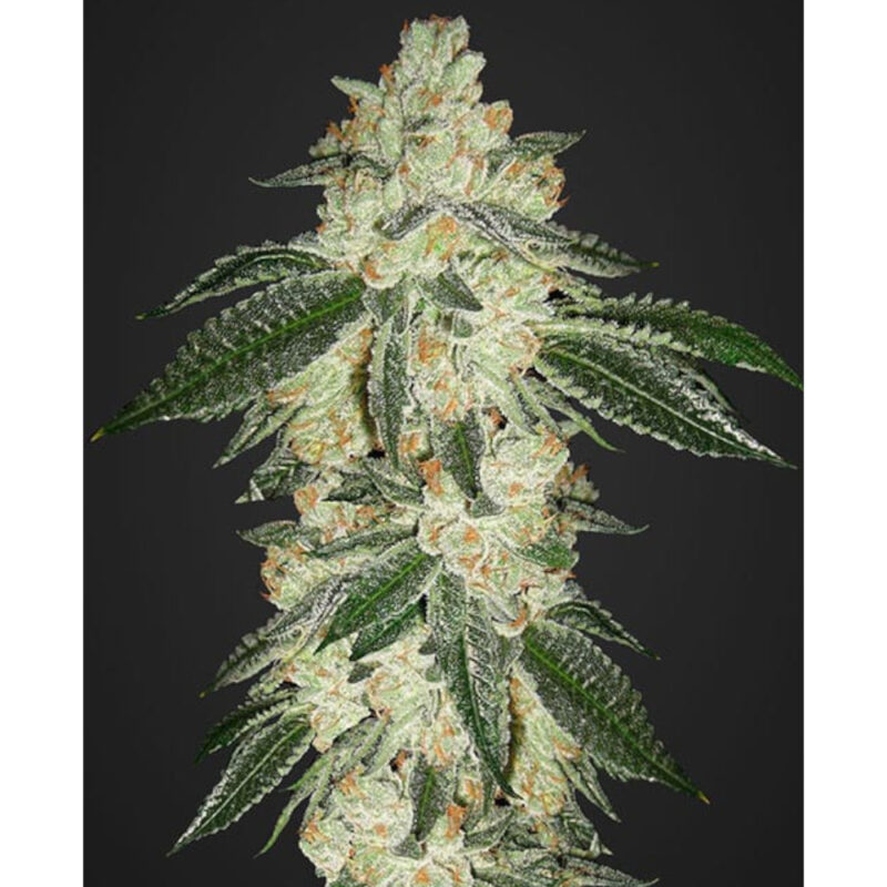 Green Crack Auto