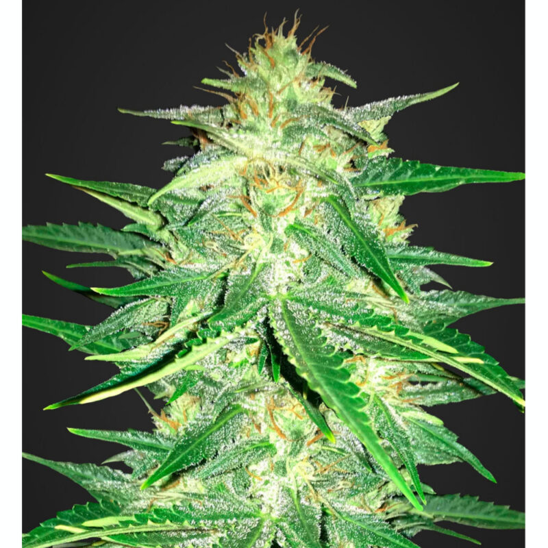 Lemon AK Auto
