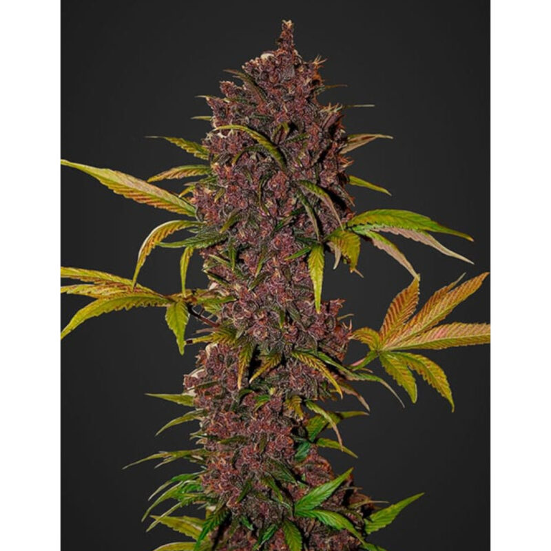 LSD-25 Auto