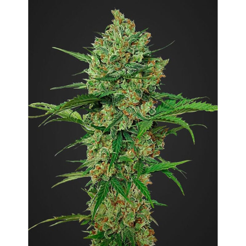 Northern Express Auto