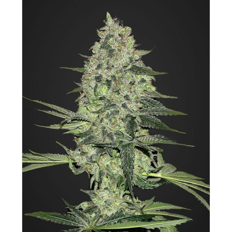Rhino Ryder Auto