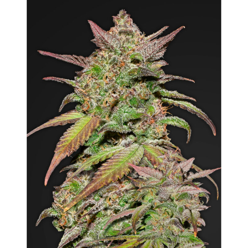 Smoothie Auto