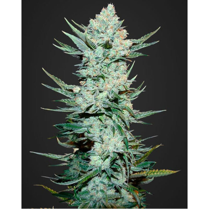 Tangie Matic Auto