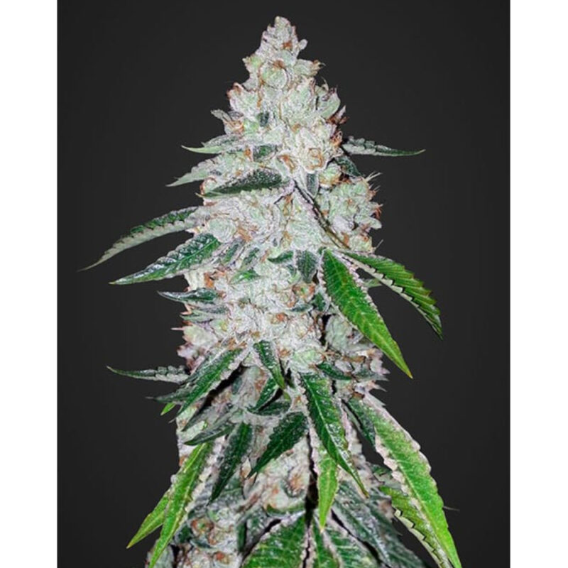 West Coast O.G.Auto