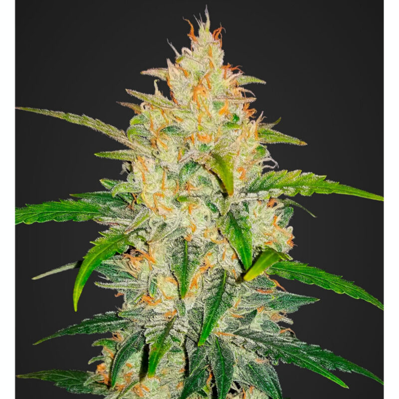 Zkittlez Auto