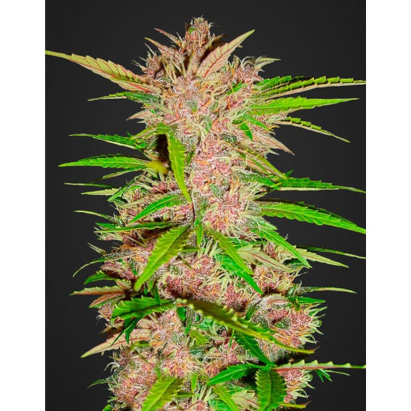 Fastberry Auto