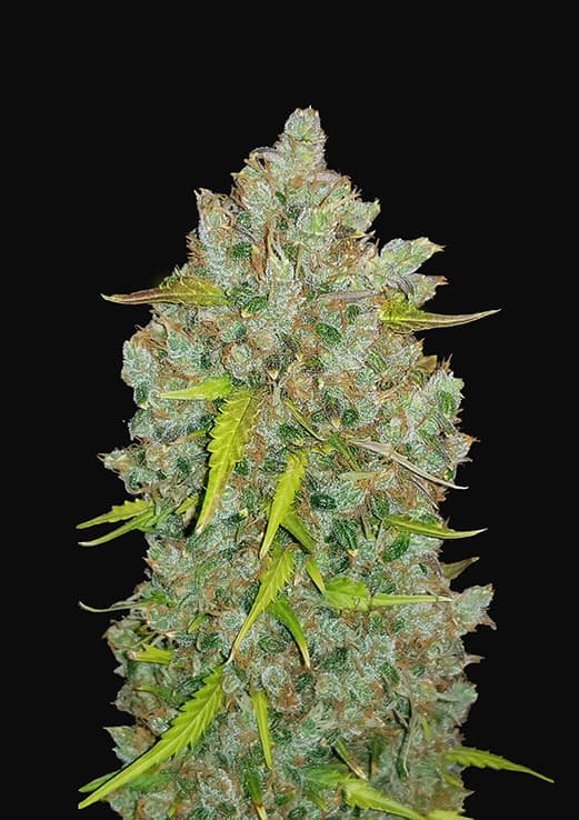 Original Auto Bubble Gum
