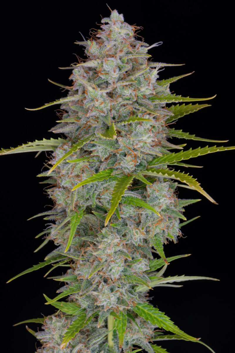 Orange Sherbet Auto - Imagen 2
