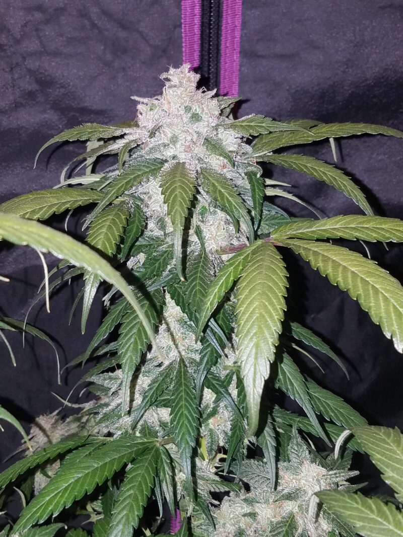 Amazon Haze Auto