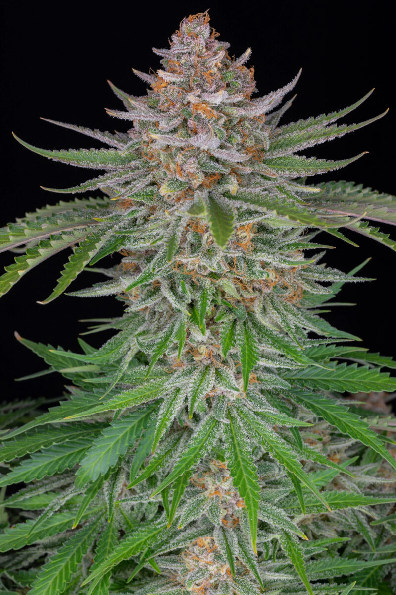 Strawberry pie Auto