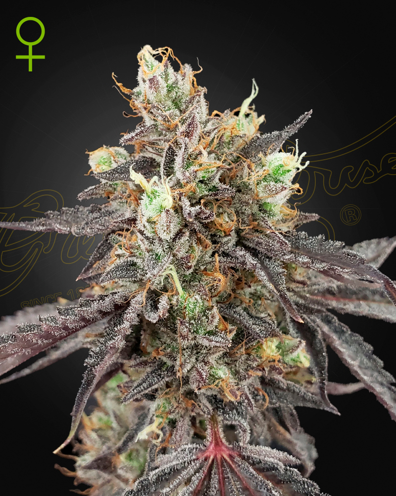 Gelato#41 X Gelato#41 Auto