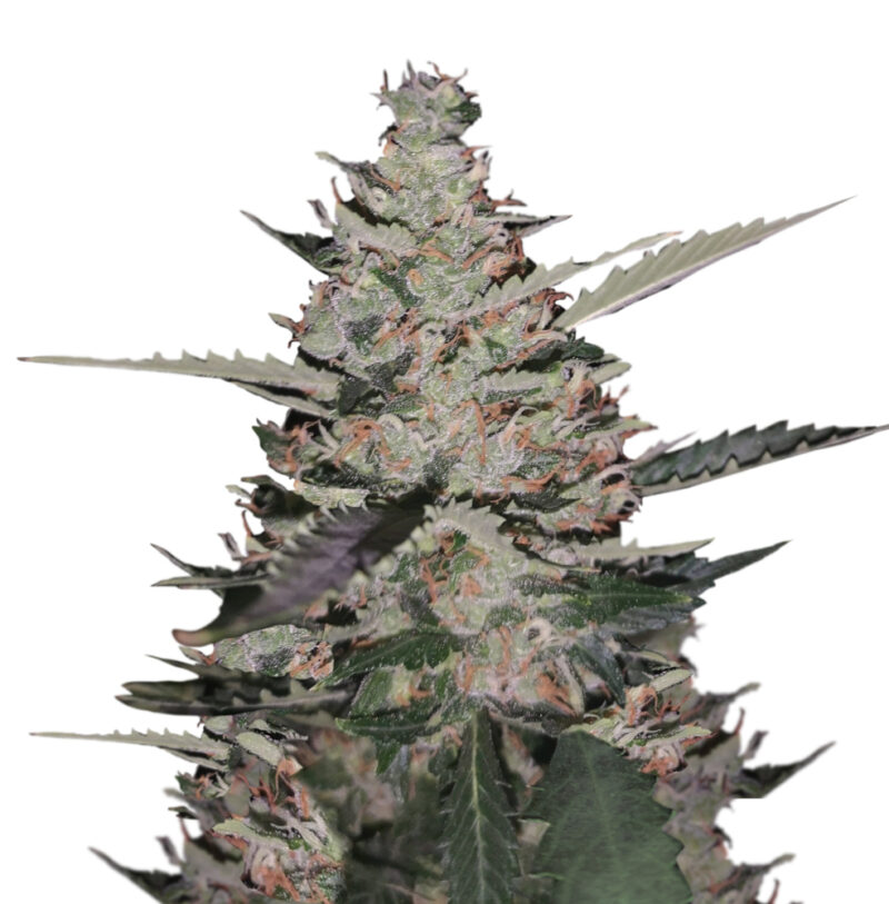 Gelato Ice auto