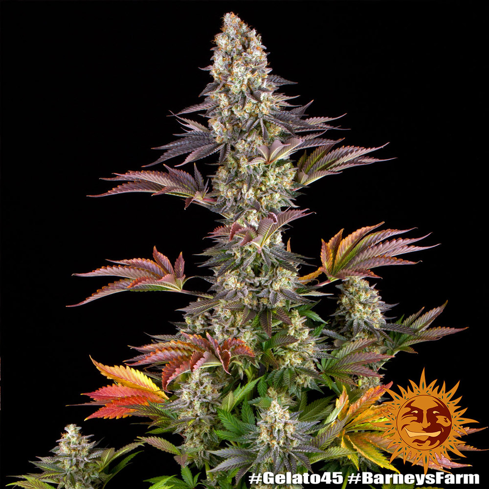 Gelato #45 - Imagen 4