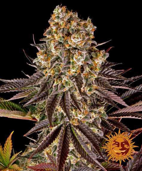 Gelato #45 - Imagen 2