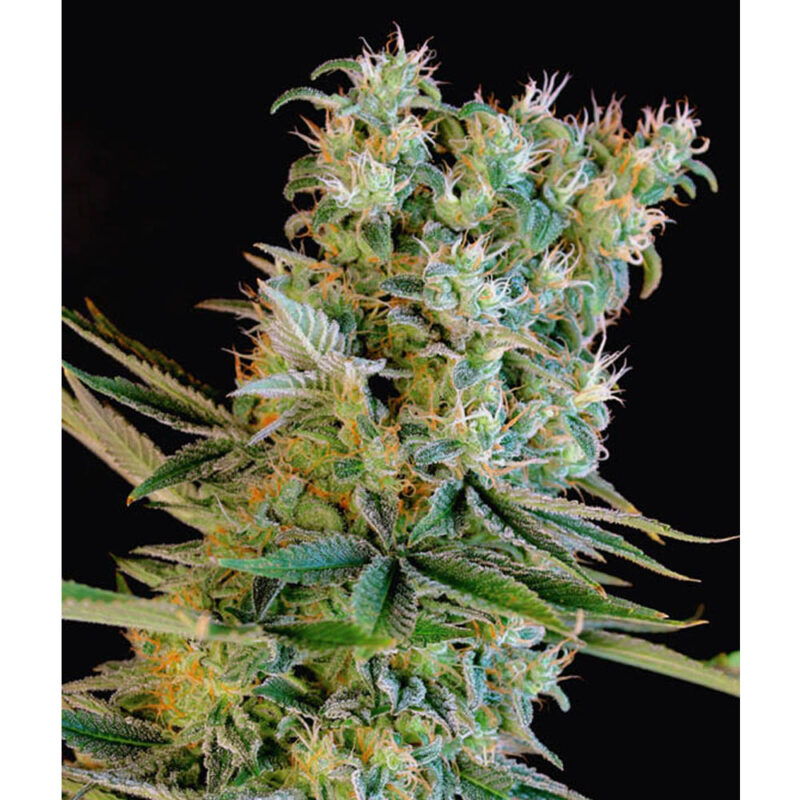 Amnesia Bilbo