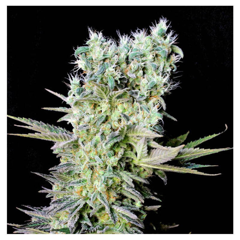 Northern Lights X
