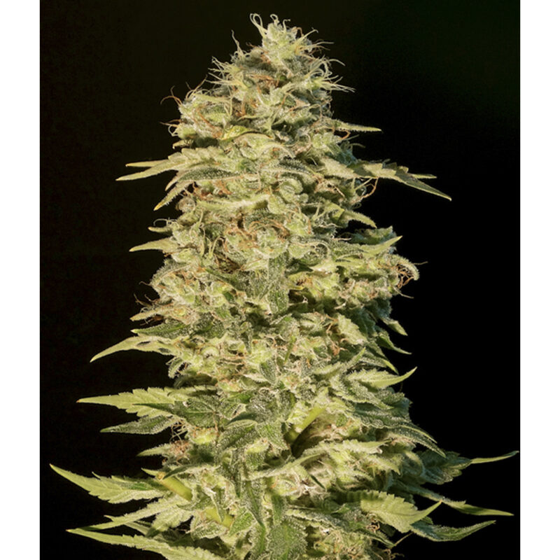 OG Lemon Bilbo