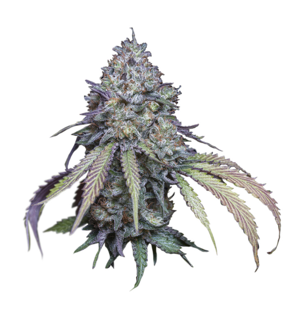 Girl Scout Cookies auto