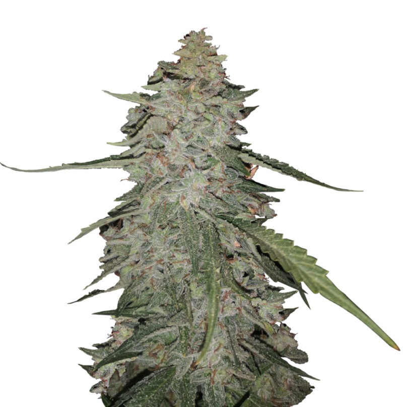 Gorilla Cream auto