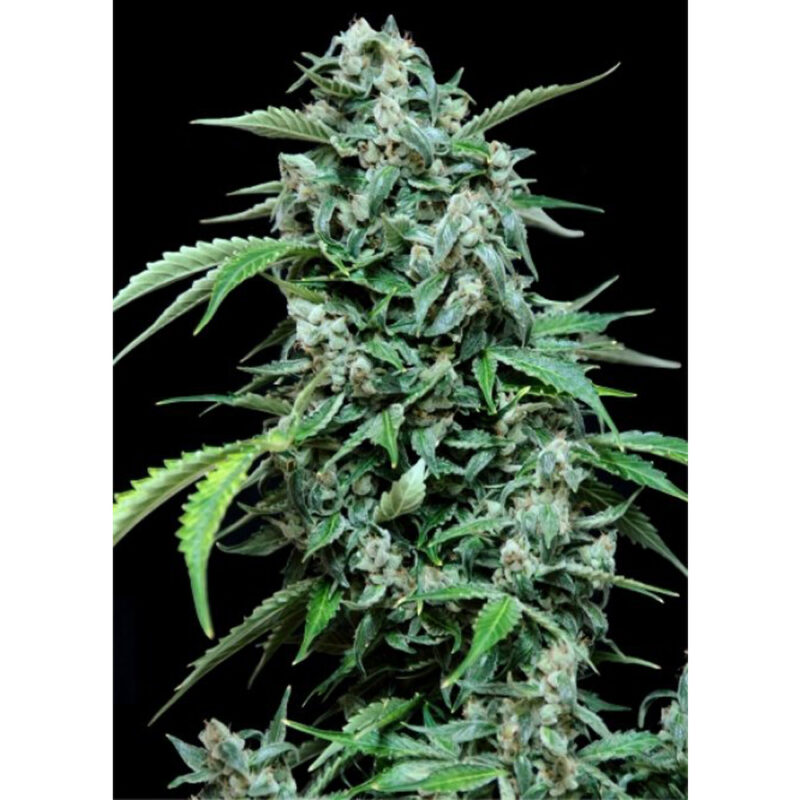 Maxi Haze