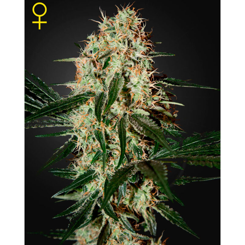 Arjan's Haze #3