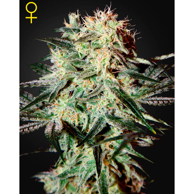 Arjan's Strawberry Haze