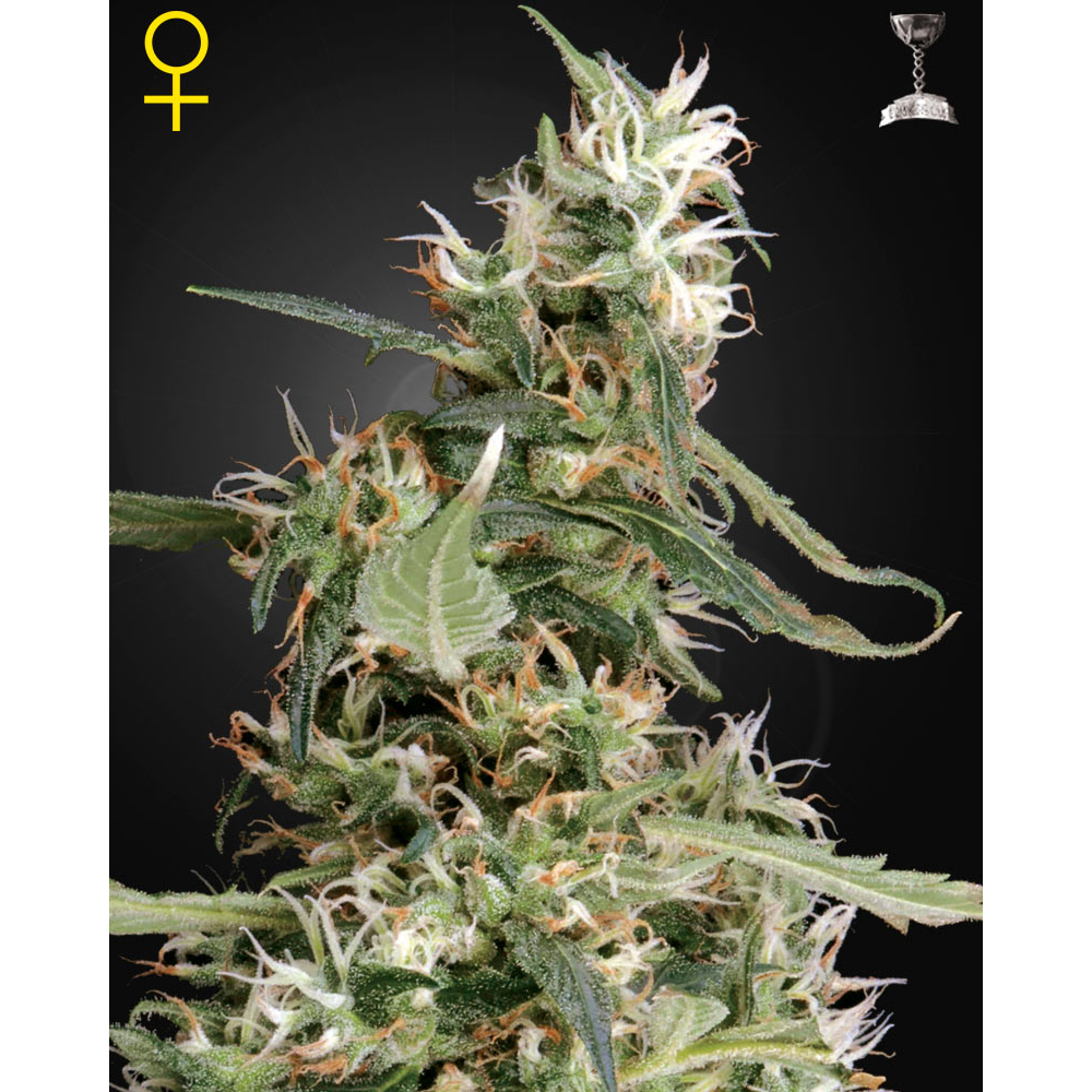 Arjan's Ultra Haze #1