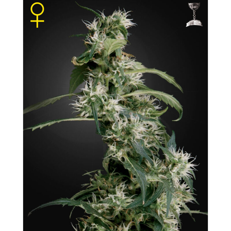 Arjan's Ultra Haze #2