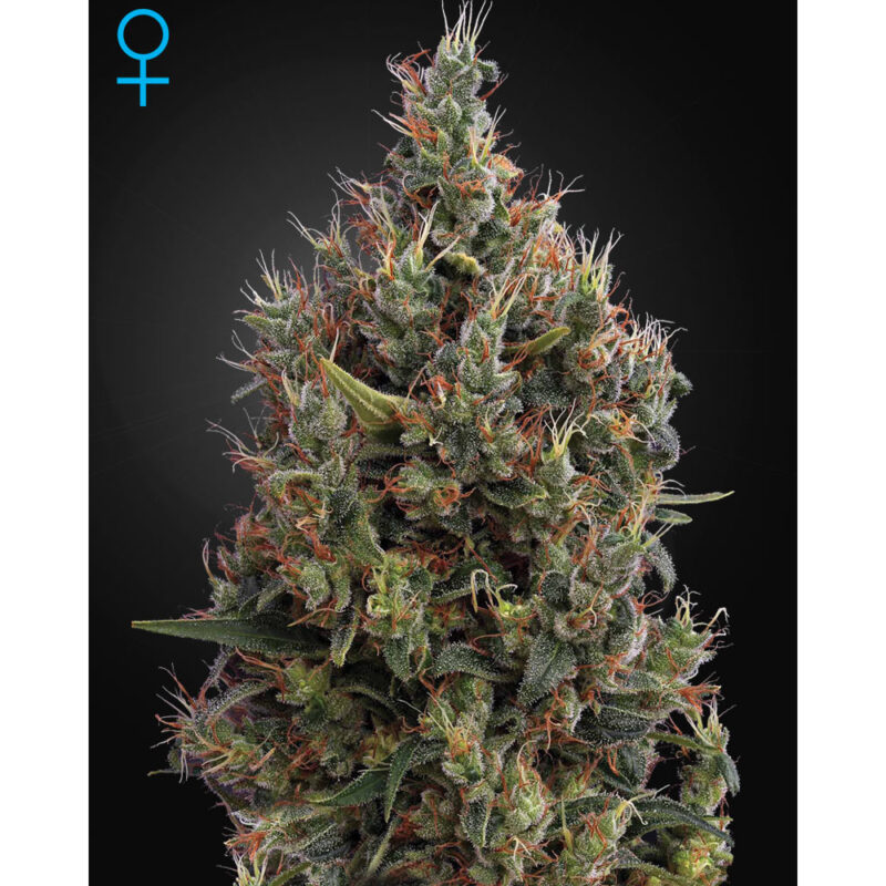 Big Bang (Autofloreciente)
