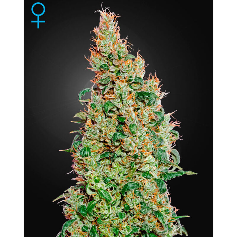Green o Matic