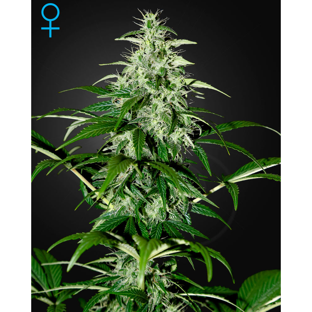 Kalashnikova Automática