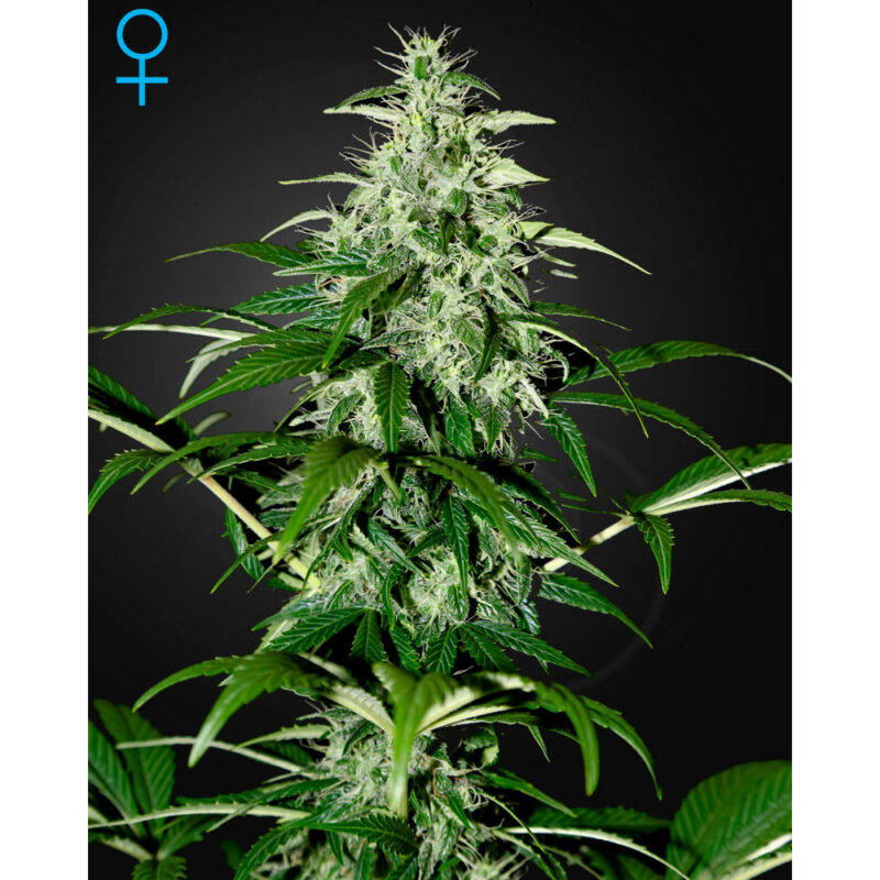 Kalashnikova Automática