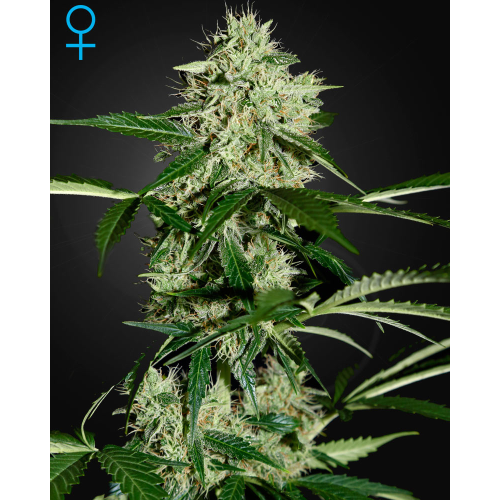 Northern Lights Automática