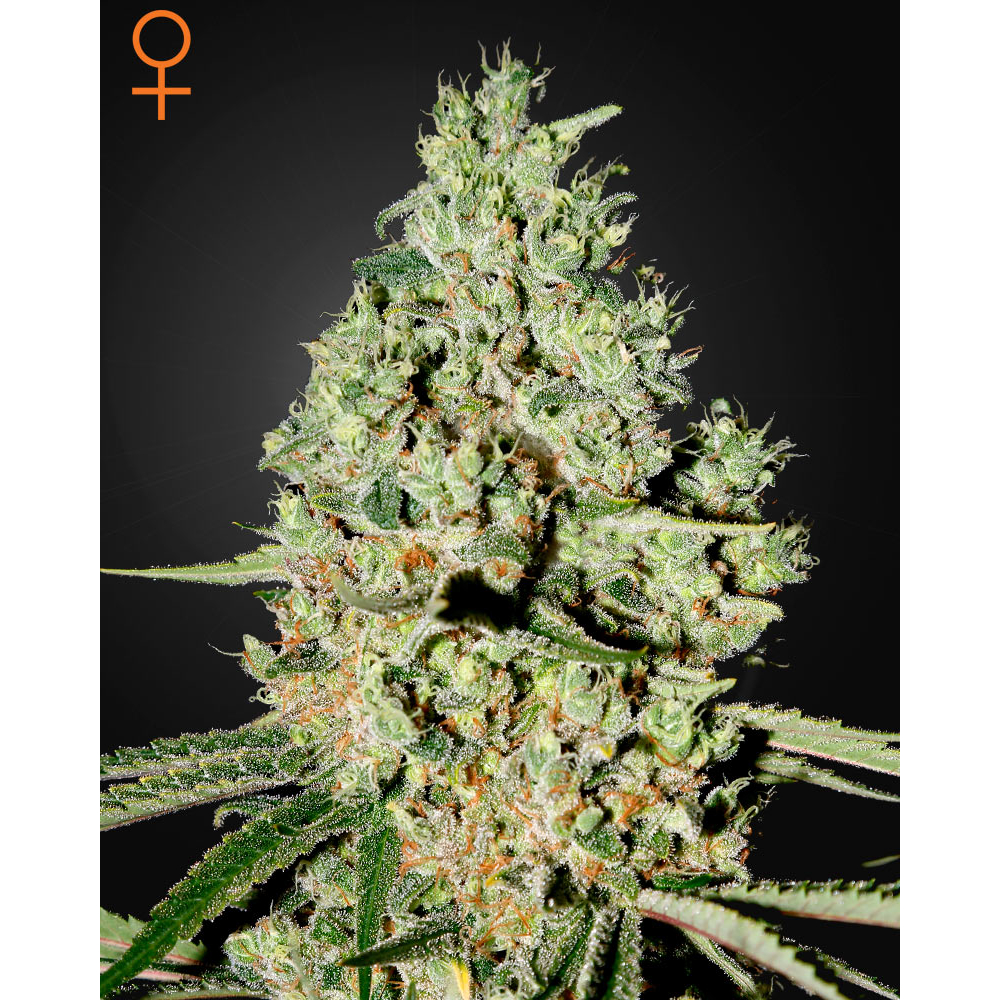 Super Critical 10 fem