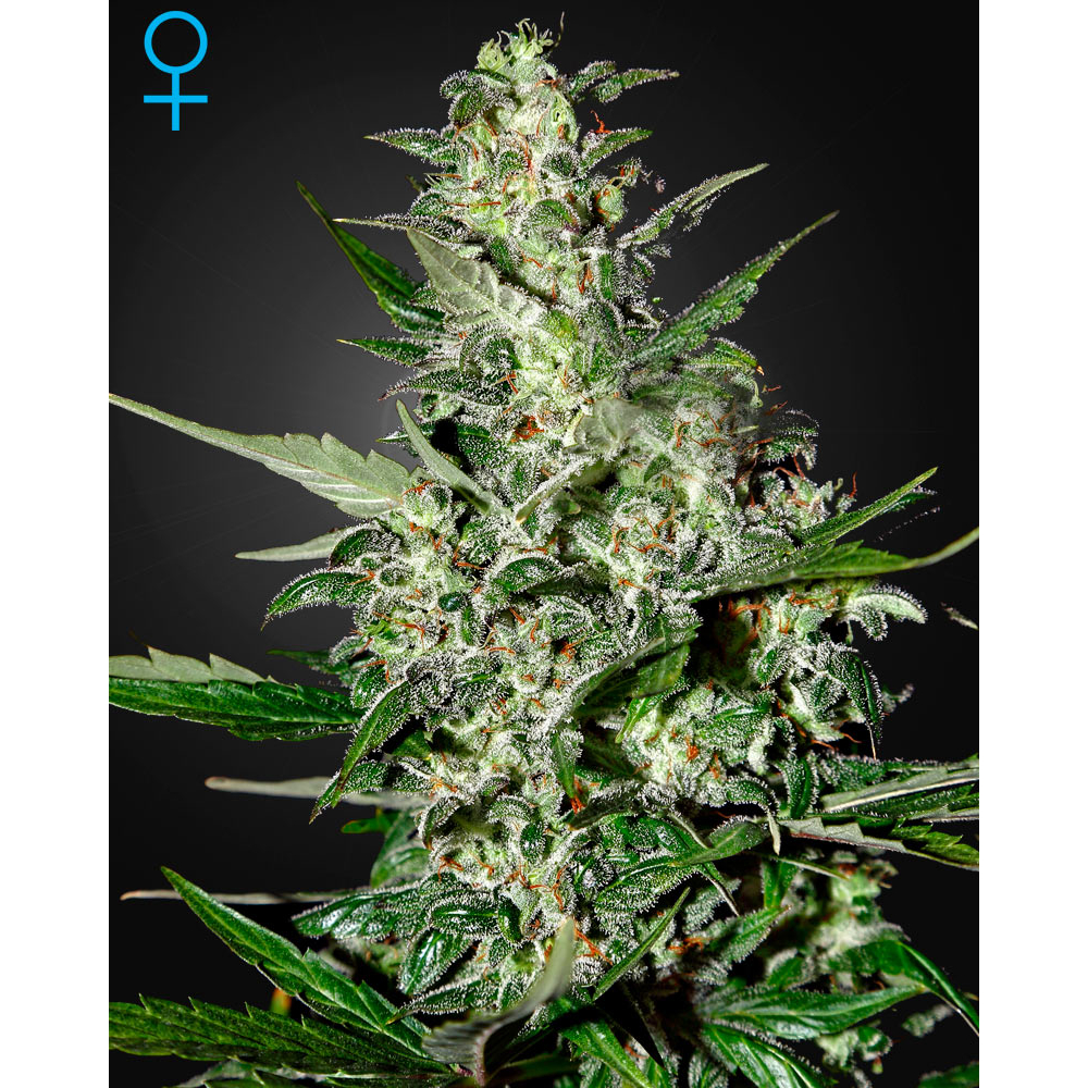 Super Critical (Autofloreciente)