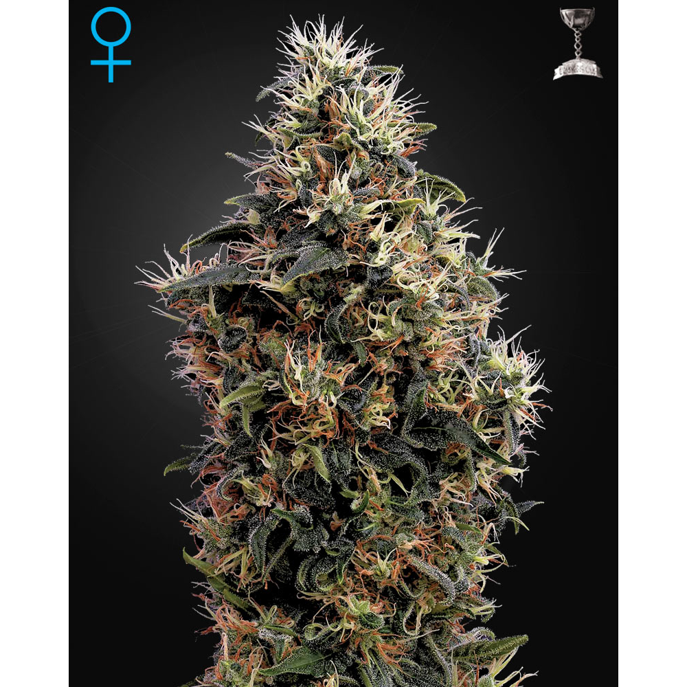 Sweet Mango Automática