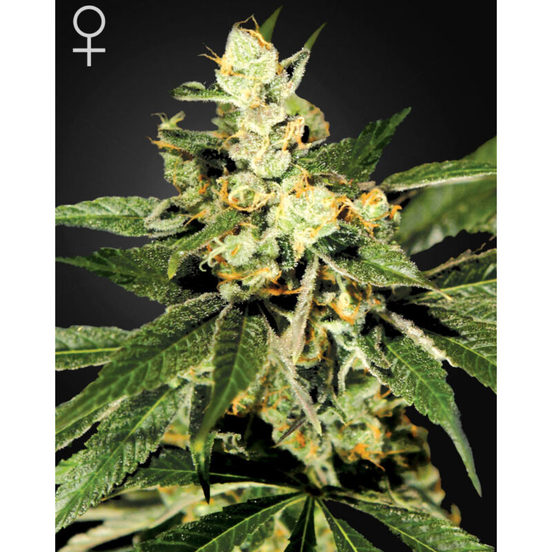 TrainWreck