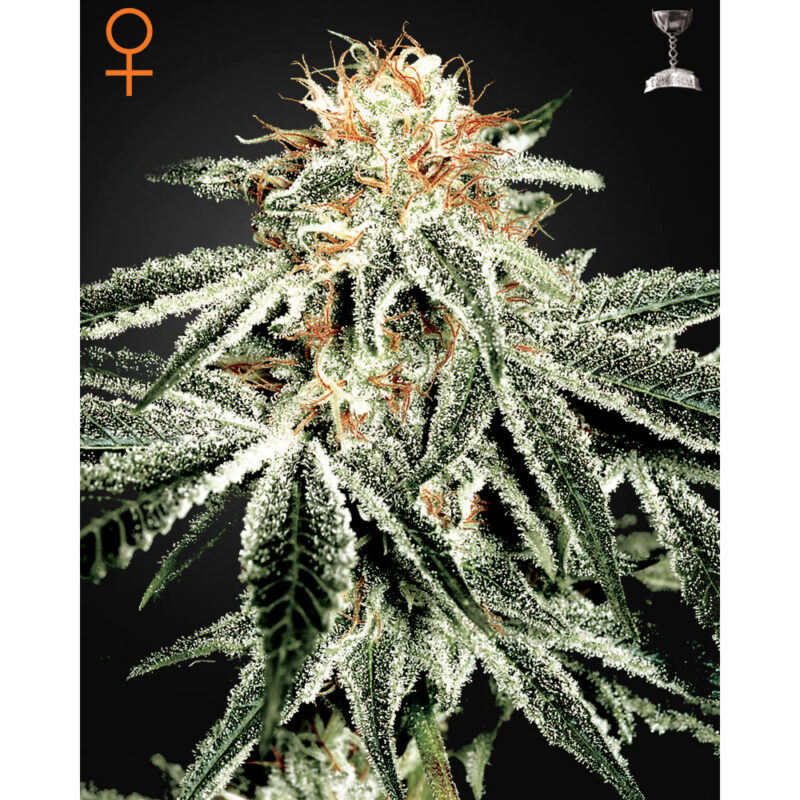 White Widow 5 fem