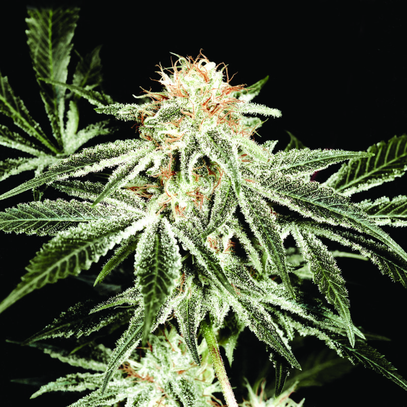 White Widow