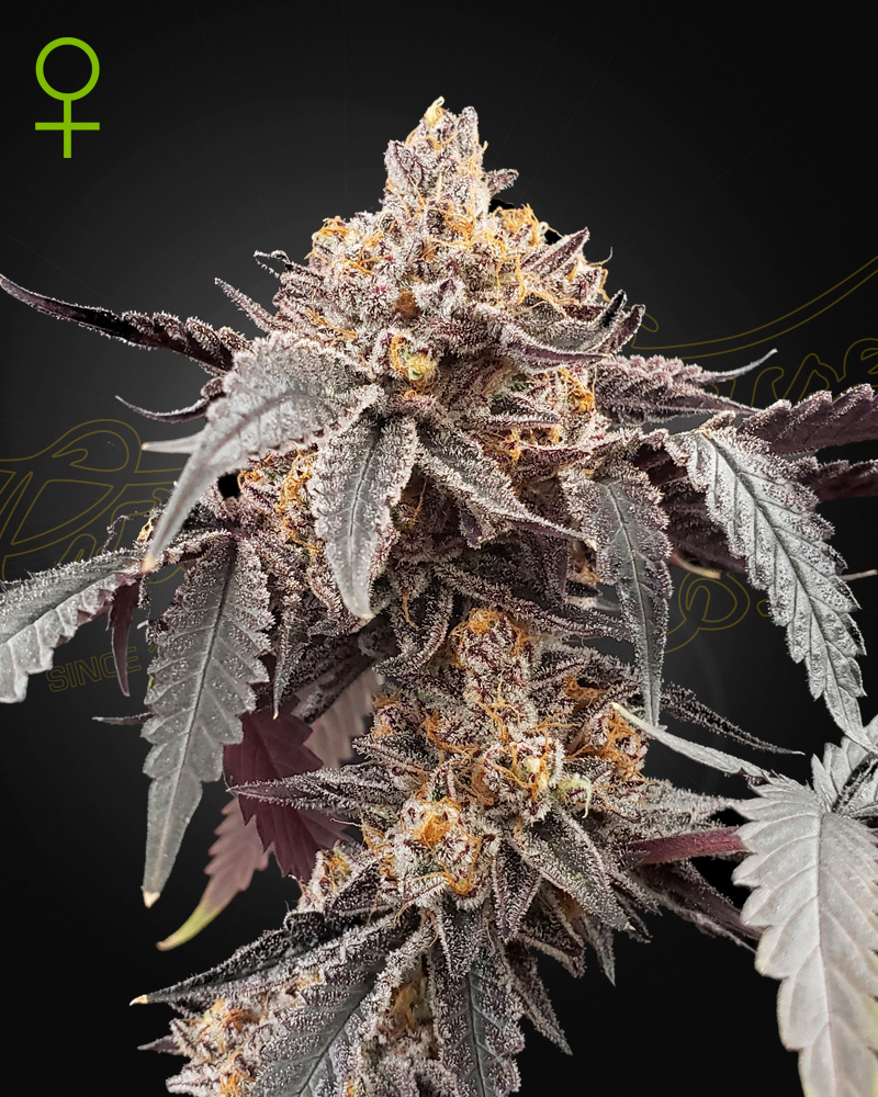 Guava X Gelato#41 Auto